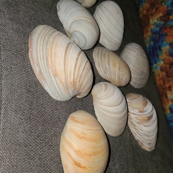 3 Random Large Natural Sea Shells - Picture 3 of 12
